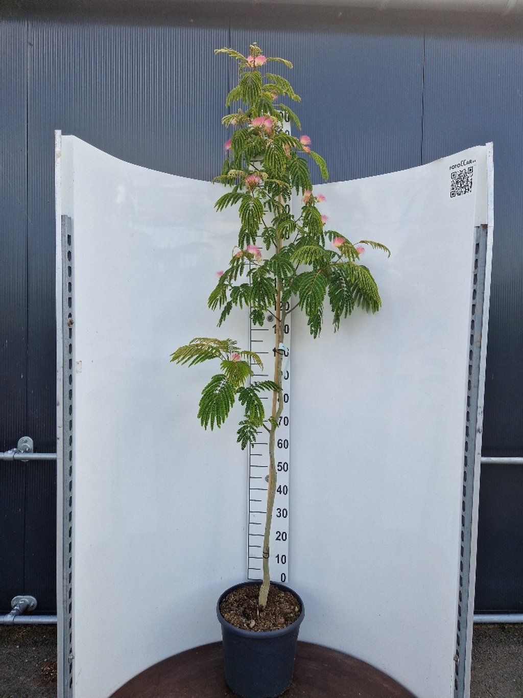 Albizia julibr. 'Tropical Dream' - C20 175-200 CM